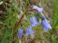 Bärtige Glockenblume